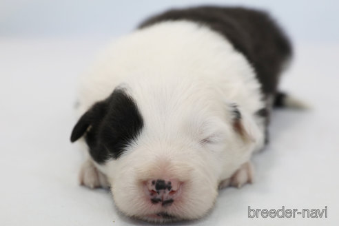 成約済の神奈川県のボーダーコリー-373731の3枚目